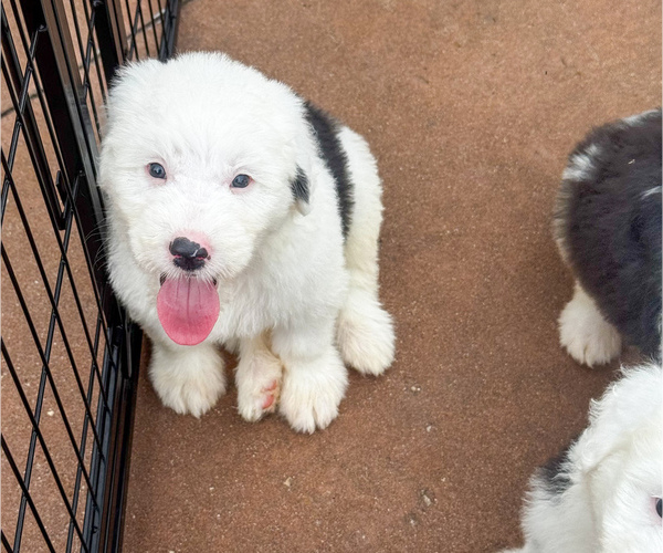 Medium Photo #9 Old English Sheepdog Puppy For Sale in KEWANEE, IL, USA