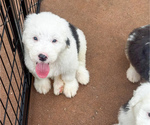 Small #8 Old English Sheepdog