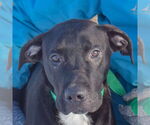 Small #5 Boxer Mix