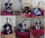 Small Australian Kelpie-Border Collie Mix