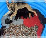 Small Photo #4 German Shepherd Dog Puppy For Sale in KANSAS CITY, MO, USA