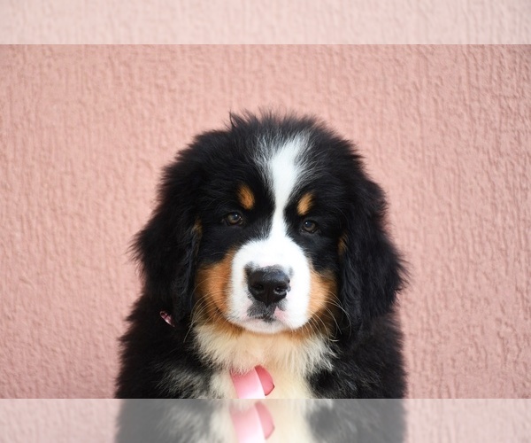 Medium Photo #2 Bernese Mountain Dog Puppy For Sale in Dej, Cluj, Romainia