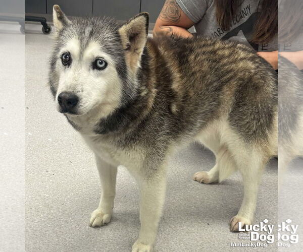 Medium Photo #1 Siberian Husky-Unknown Mix Puppy For Sale in Washington, DC, USA
