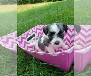 Havachon Puppy for sale in COTTAGE GROVE, TN, USA