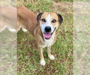 American Pit Bull Terrier-Unknown Mix Dogs for adoption in Conroe, TX, USA