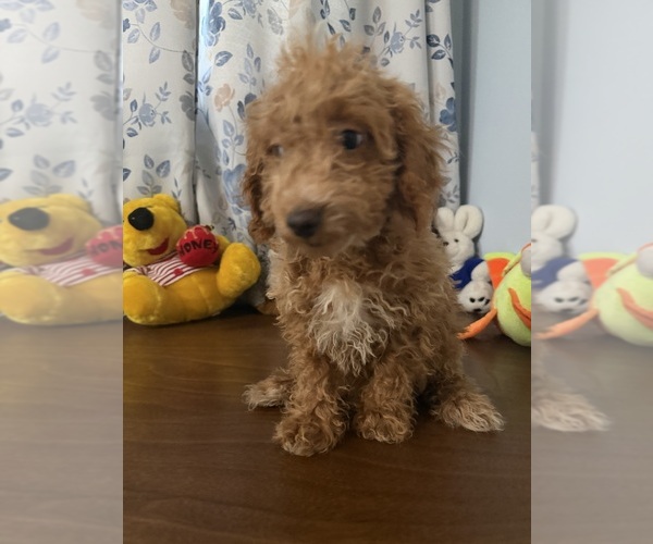Medium Photo #3 Havapoo Puppy For Sale in DURHAM, CT, USA
