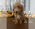 Havapoo puppies - Male Havapoo Puppy for Sale - Photo #3