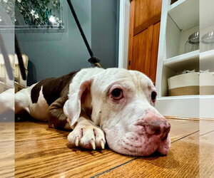 Colonel - Male Basset Hound-Unknown Mix Dog for Adoption - Photo #4