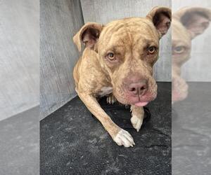American Staffordshire Terrier-Unknown Mix Dogs for adoption in San Antonio, TX, USA