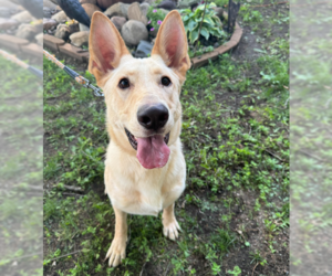 Mutt Dogs for adoption in Brooklyn Center, MN, USA