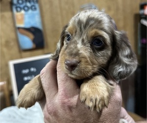 Dachshund Puppy for sale in CONCORDIA, MO, USA