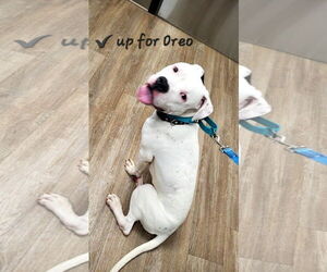 Oreo - Male American Bulldog-Unknown Mix Dog for Adoption - Photo #5