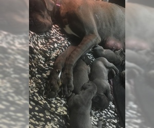 Mother of the Great Dane puppies born on 03/20/2019