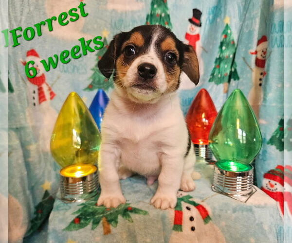 Medium Photo #1 Cheagle Puppy For Sale in Waterloo, IA, USA