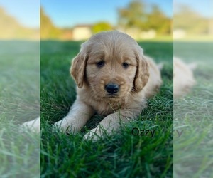 Golden Retriever Dog for Adoption in FREDERICKSBG, Ohio USA