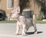 Small #7 French Bulldog