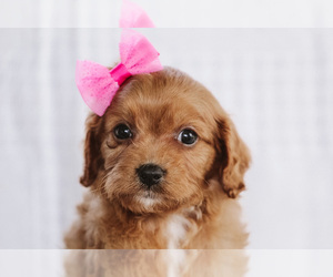 Cavalier King Charles Spaniel-Poodle (Toy) Mix Puppy for sale in ELKTON, KY, USA