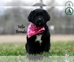 Puppy Velle Bernese Mountain Dog-Labrador Retriever Mix