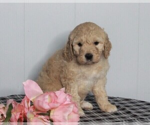 Labradoodle-Poodle (Standard) Mix Puppy for sale in FREDERICKSBURG, OH, USA