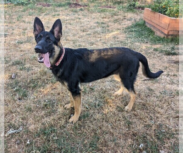 Medium Photo #1 German Shepherd Dog Puppy For Sale in OAK GROVE, OR, USA