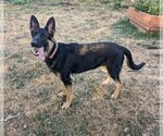 Small Photo #1 German Shepherd Dog Puppy For Sale in OAK GROVE, OR, USA