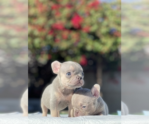 Medium Photo #17 French Bulldog Puppy For Sale in LOS ANGELES, CA, USA