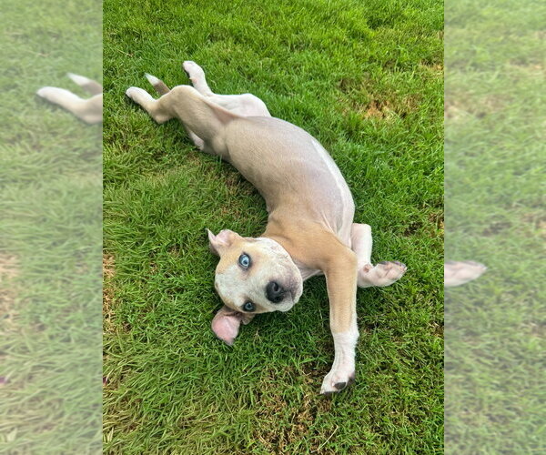Medium Photo #7 Boxer-Unknown Mix Puppy For Sale in Mooresville, NC, USA