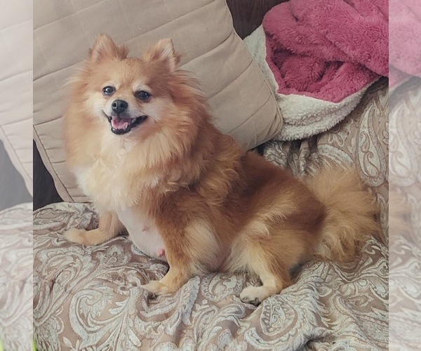 Medium Photo #1 Pomeranian Puppy For Sale in CONWAY, SC, USA