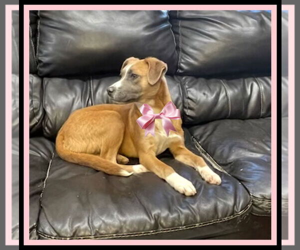 Medium Photo #2 Borador Puppy For Sale in Mt. Laurel, NJ, USA