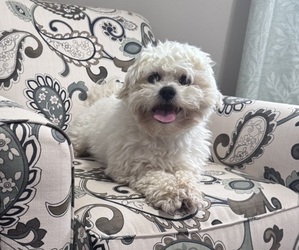 Father of the Poodle (Miniature)-Unknown Mix puppies born on 04/29/2025