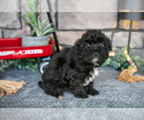 Medium Photo #3 Havapoo Puppy For Sale in SUGARCREEK, OH, USA