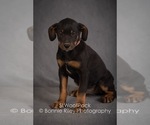 Small Photo #3 Australian Shepherd Puppy For Sale in PLEASANTON, KS, USA
