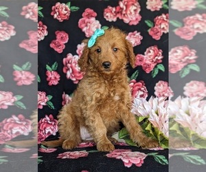 Goldendoodle (Miniature) Puppy for sale in KIRKWOOD, PA, USA