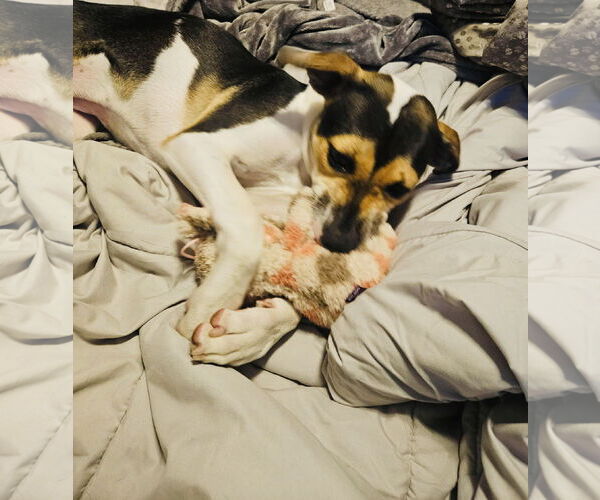 Medium Photo #5 American Staffordshire Terrier-Unknown Mix Puppy For Sale in Princeton, MN, USA