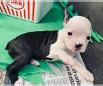 Small Photo #3 Boston Terrier Puppy For Sale in EL PASO, TX, USA