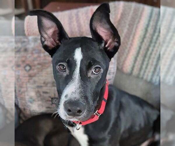 Medium Photo #4 Mutt Puppy For Sale in Canton, CT, USA