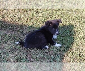 Border Collie Puppy for sale in WEST LIBERTY, KY, USA