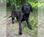 Small #4 Labrador Retriever Mix