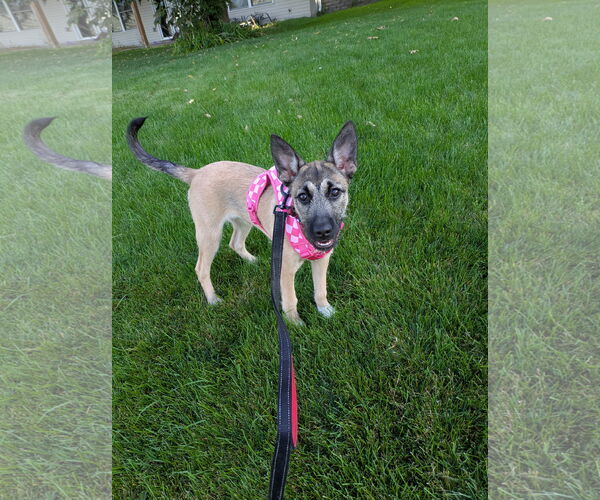 Medium Photo #8 Mutt Puppy For Sale in Brooklyn Center, MN, USA