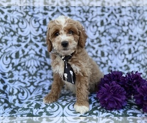 Cock-A-Poo Puppy for sale in LAKELAND, FL, USA