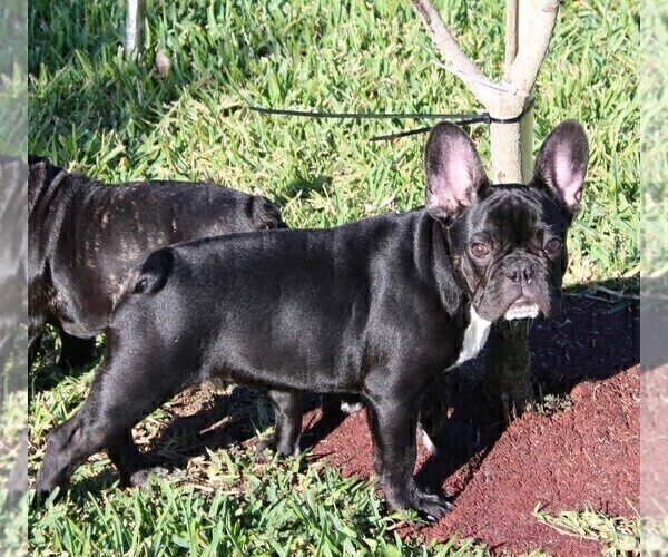 Full screen Photo #5 French Bulldog Puppy For Sale in CAPE CORAL, FL, USA