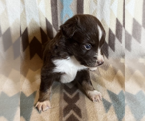 Medium Photo #9 Miniature Australian Shepherd Puppy For Sale in FORT MORGAN, CO, USA