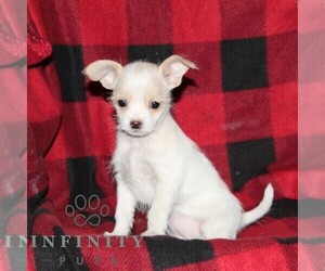 Shih-Poo-Unknown Mix Puppy for sale in OXFORD, PA, USA