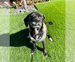 Small Puggle