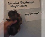 Small Photo #42 Dachshund Puppy For Sale in PINSON, AL, USA