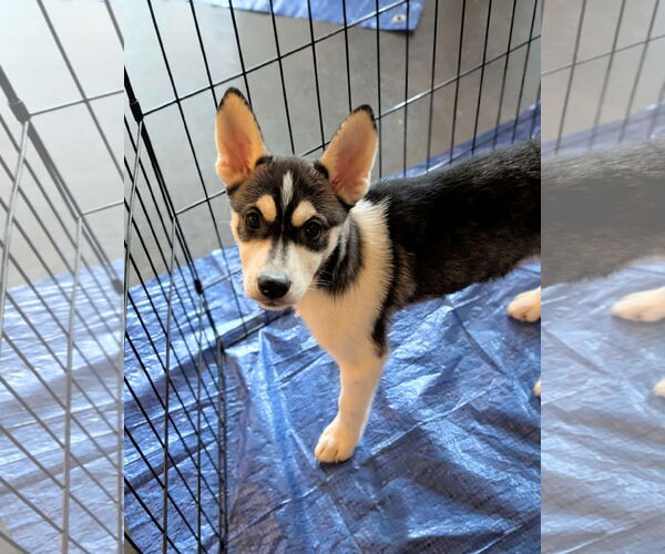 Medium Photo #2 Huskies -Unknown Mix Puppy For Sale in Holly Springs, NC, USA