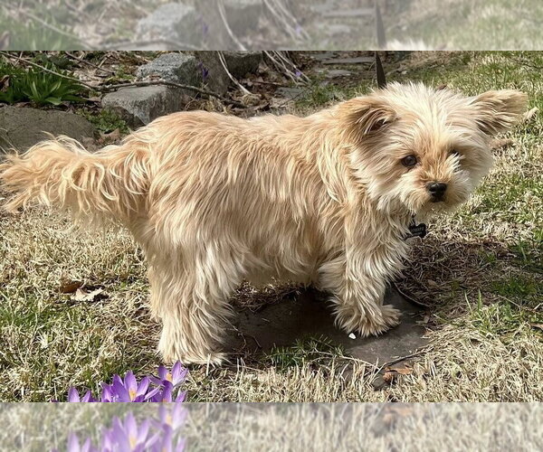 Medium Photo #18 Mutt Puppy For Sale in New York, NY, USA