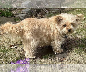 Baby Doll (GA) - Female Bichon Frise-Unknown Mix Dog for Adoption - Photo #18