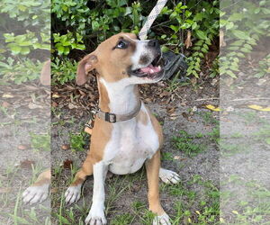 Black Mouth Cur-Boxer Mix Dogs for adoption in Valrico, FL, USA