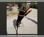 Small Photo #26 Doberman Pinscher Puppy For Sale in YUCCA VALLEY, CA, USA